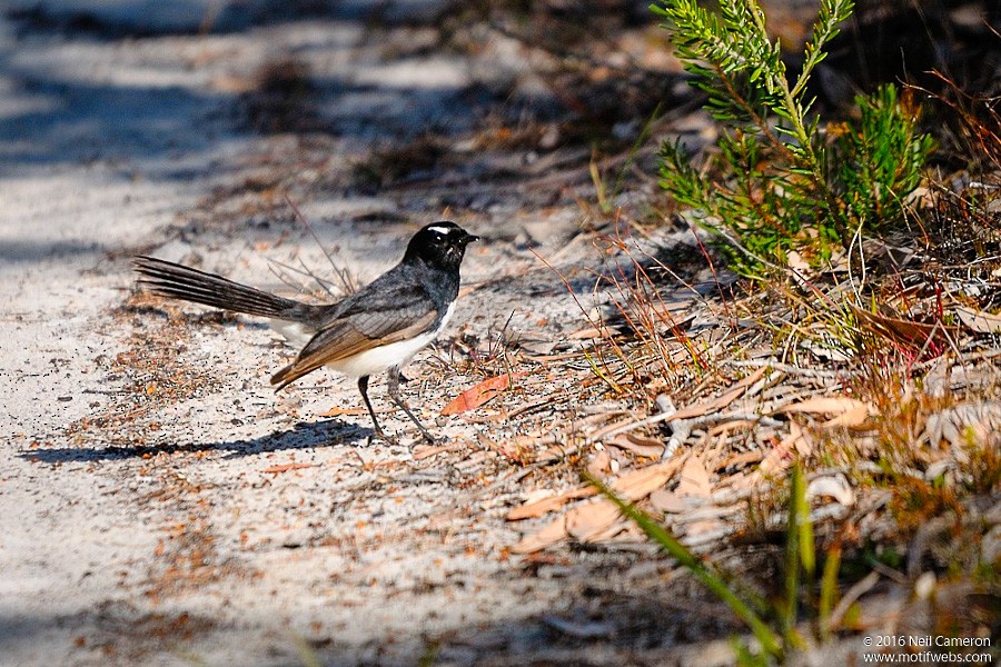 Willie-wagtail - ML410016501