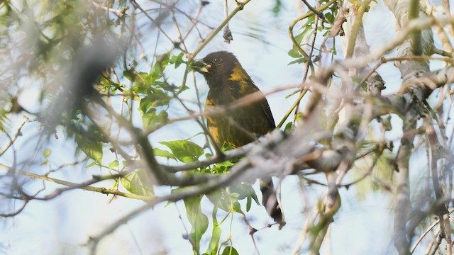 Crimson-collared Grosbeak - ML410017111