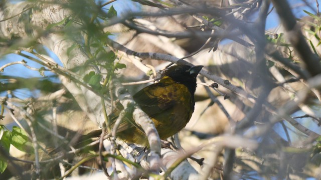 Crimson-collared Grosbeak - ML410017171