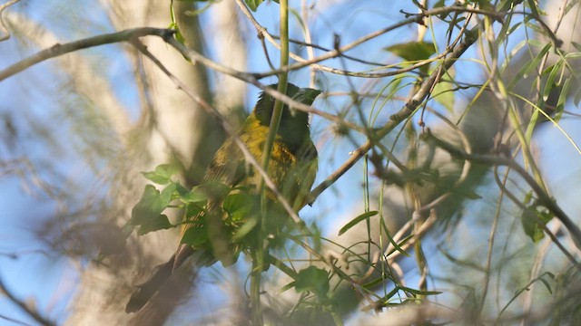 Crimson-collared Grosbeak - ML410017211