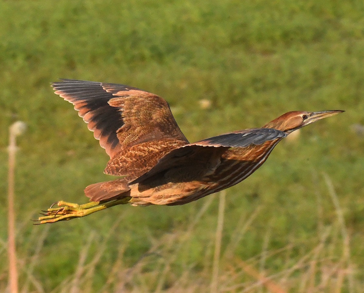 American Bittern - Daniel Murphy