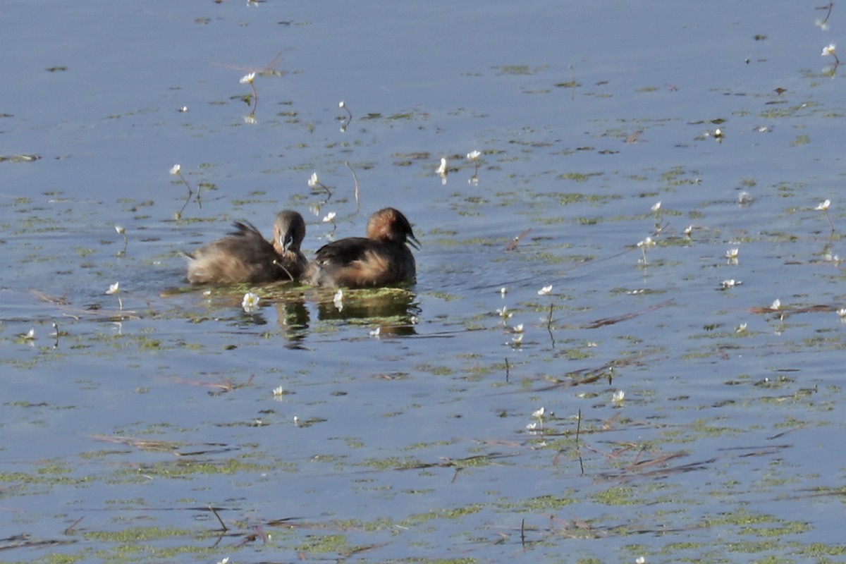 Little Grebe - ML410018121