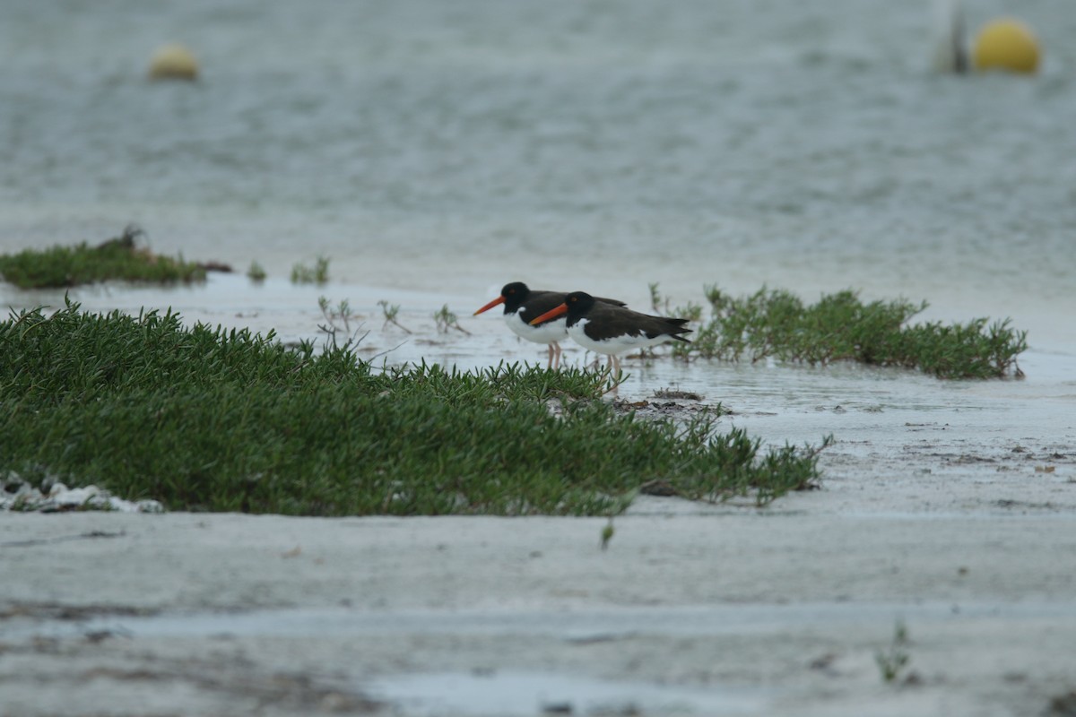 American Oystercatcher - ML410018211