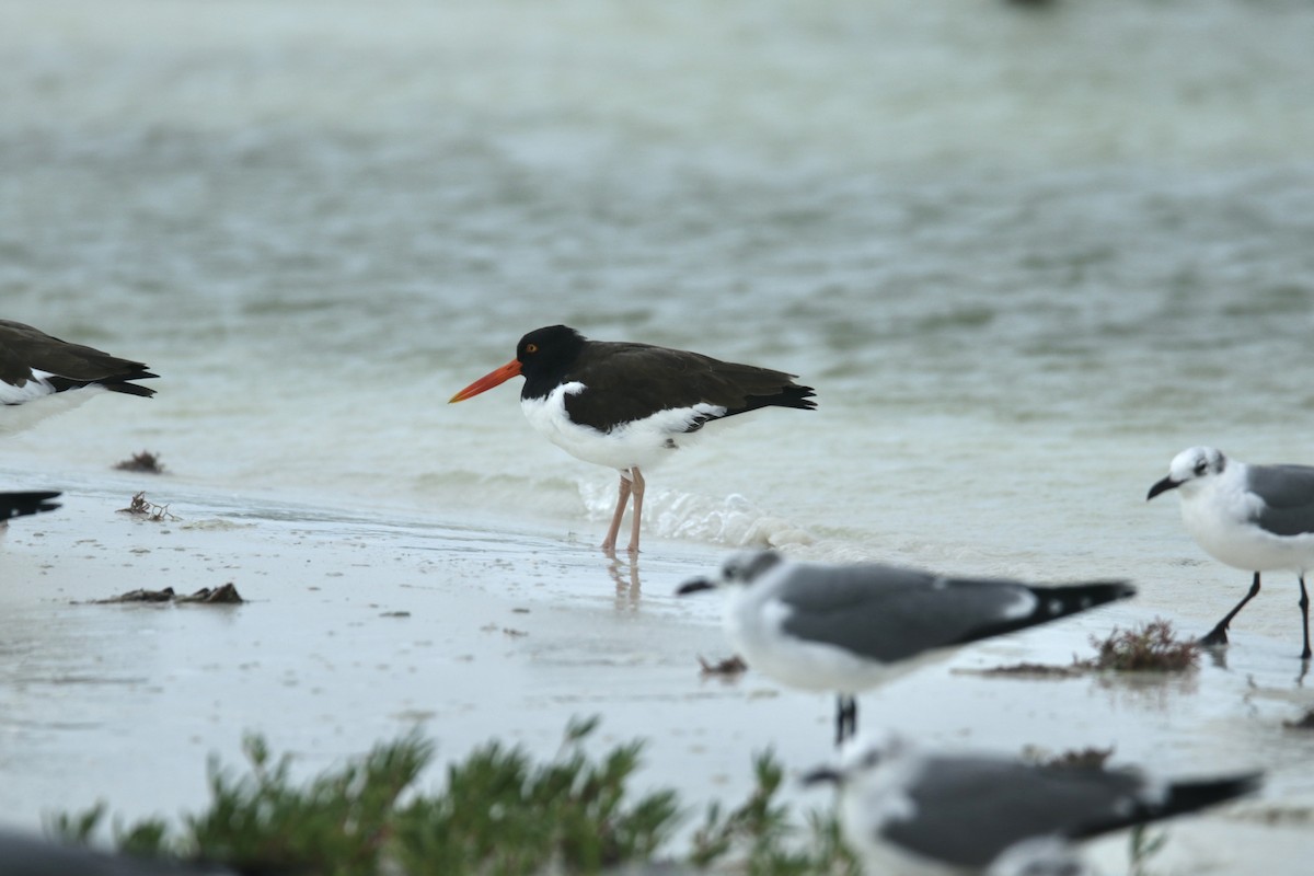 American Oystercatcher - ML410018651