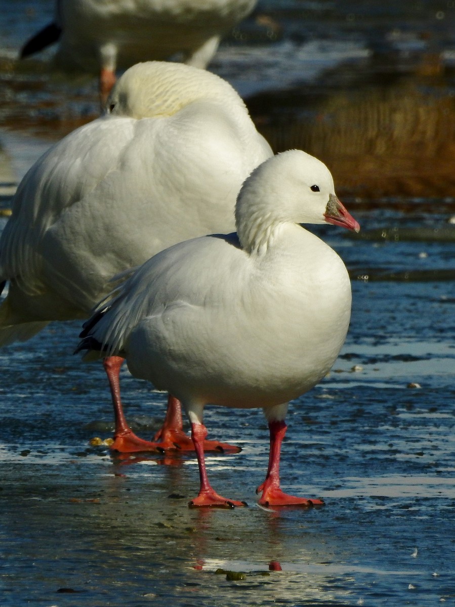 Ross's Goose - ML410018811