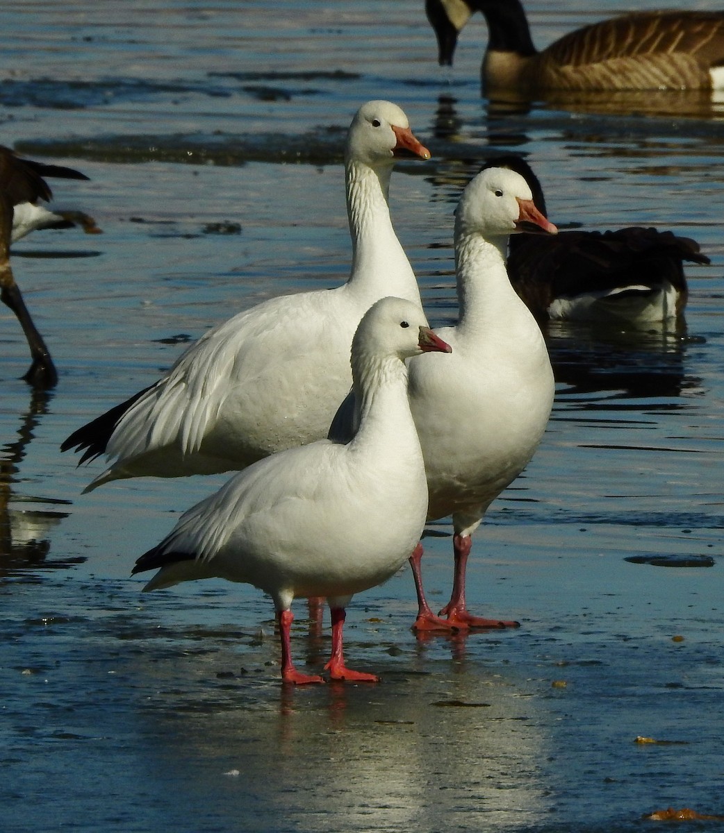 Ross's Goose - ML410018841