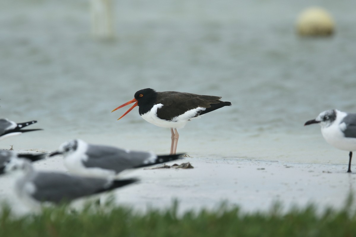 American Oystercatcher - ML410018981