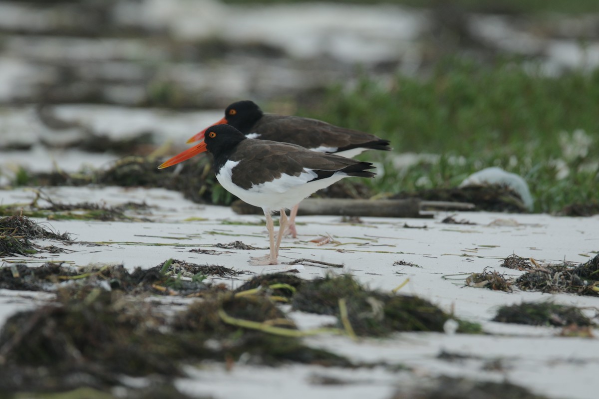 American Oystercatcher - ML410020031