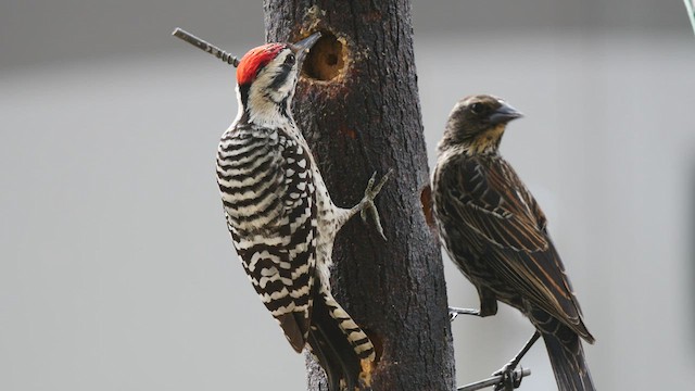 Ladder-backed Woodpecker - ML410022921