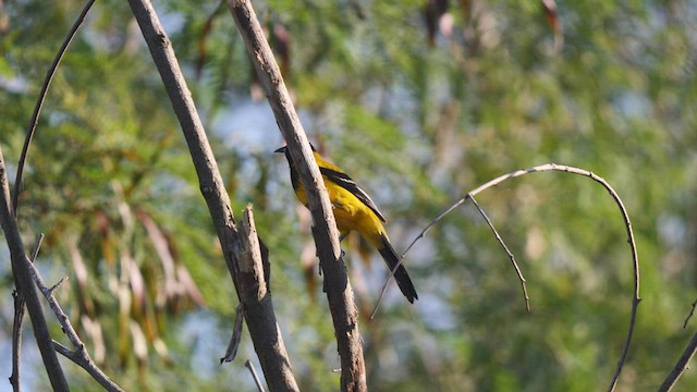 Audubon's Oriole - ML410024091