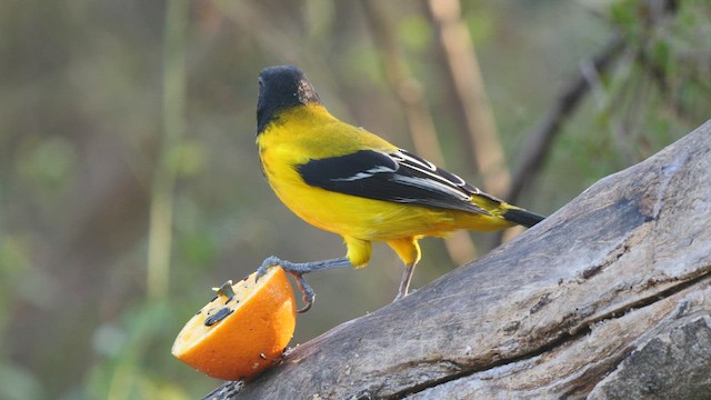 Audubon's Oriole - ML410024221