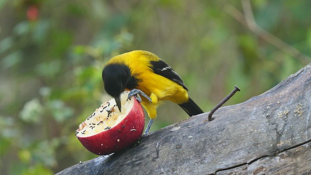 Oriole d'Audubon - ML410024361