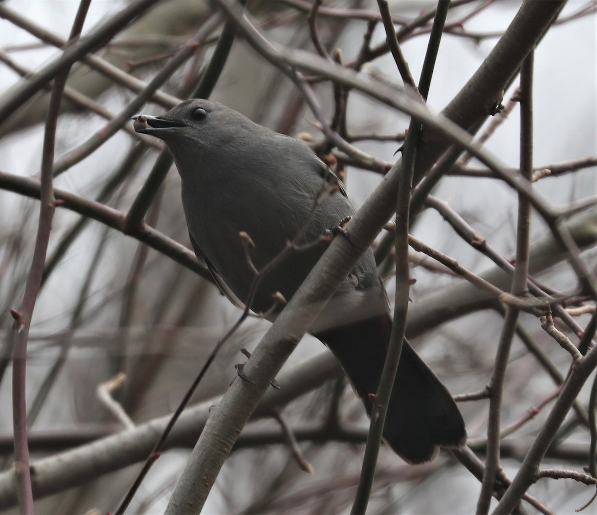 Gray Catbird - ML410024561
