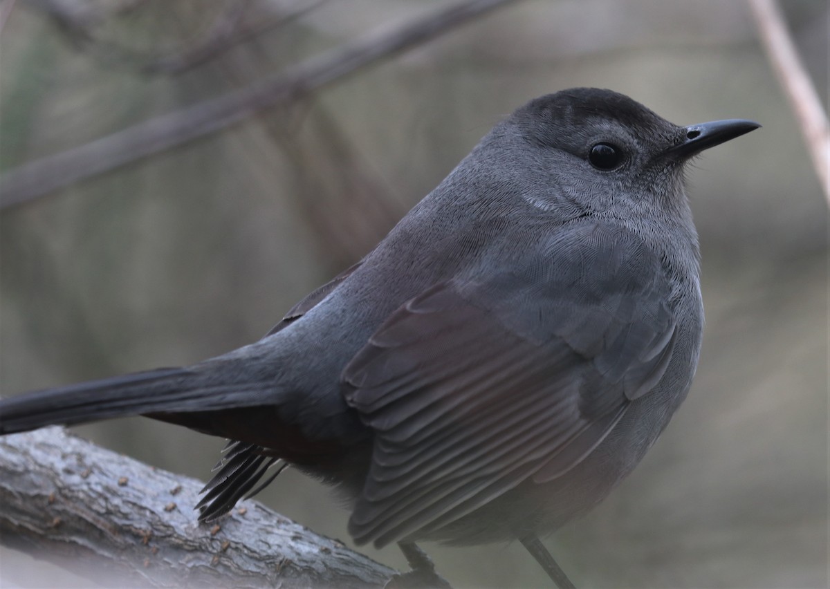 Gray Catbird - ML410024681