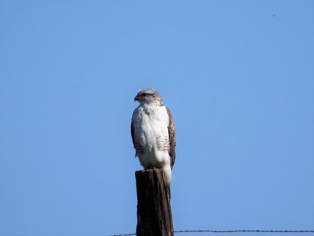 Ferruginous Hawk - ML410025481