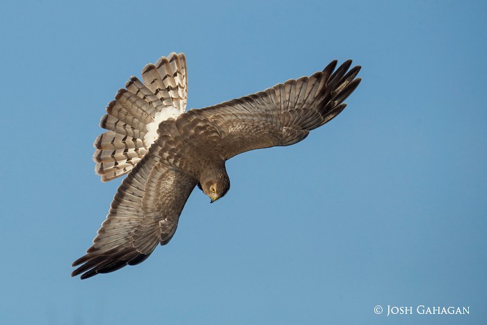 Northern Harrier - ML410025711