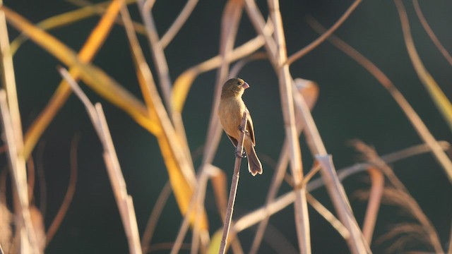 Morelet's Seedeater - ML410026181