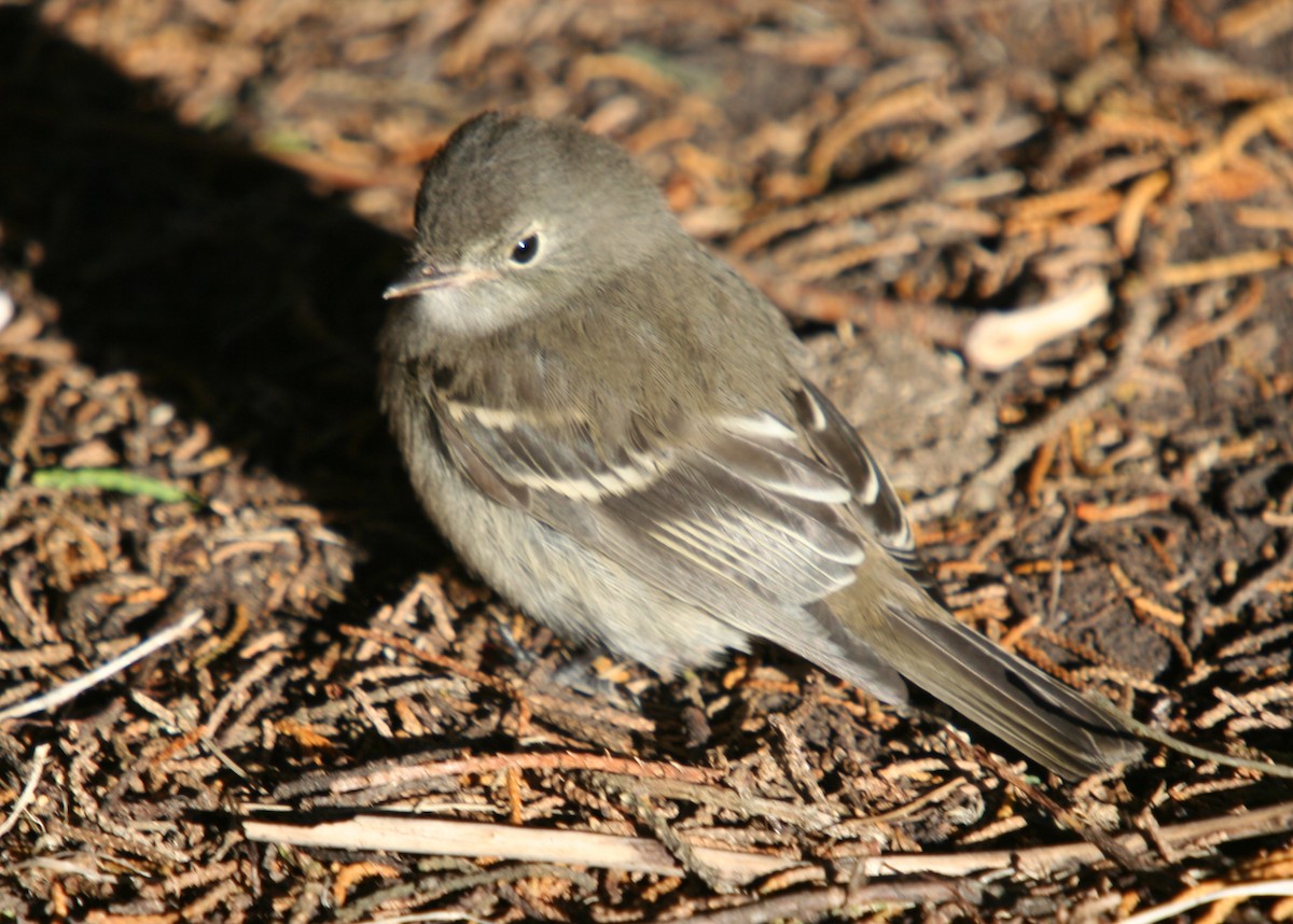 White-crested Elaenia - ML410026261