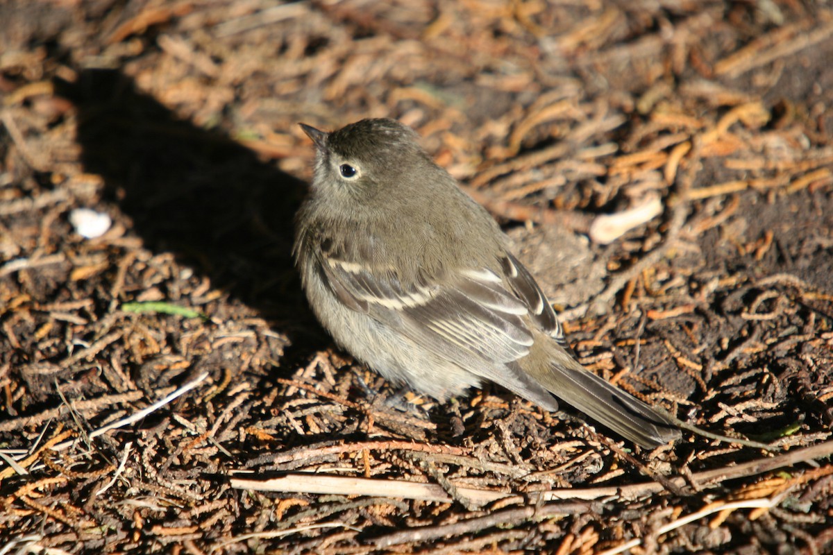 White-crested Elaenia - ML410026361