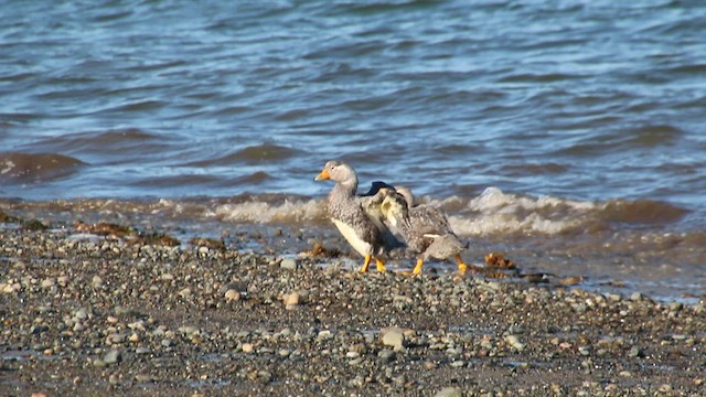 White-headed Steamer-Duck - ML410028051