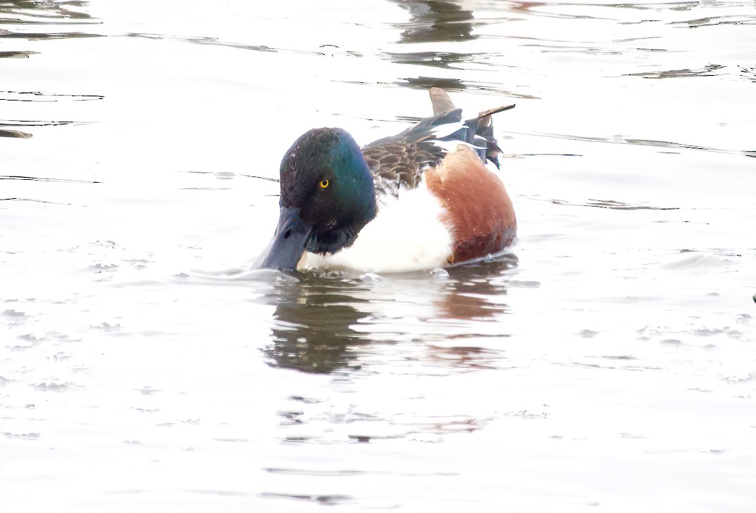 Northern Shoveler - ML410030191