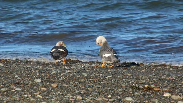 White-headed Steamer-Duck - ML410030221