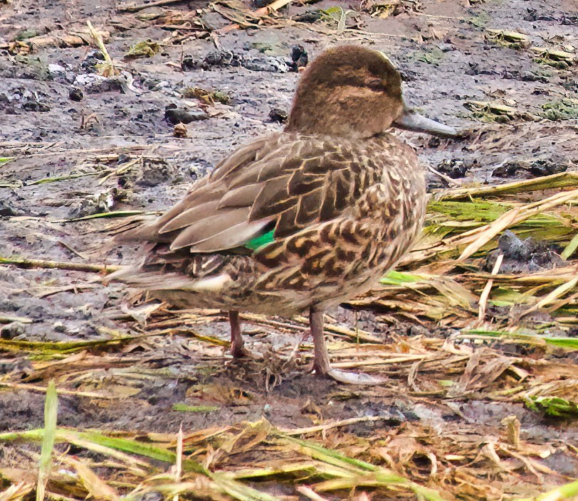 Green-winged Teal (American) - ML410030591