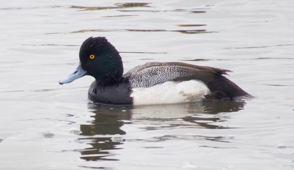 Lesser Scaup - ML410030711