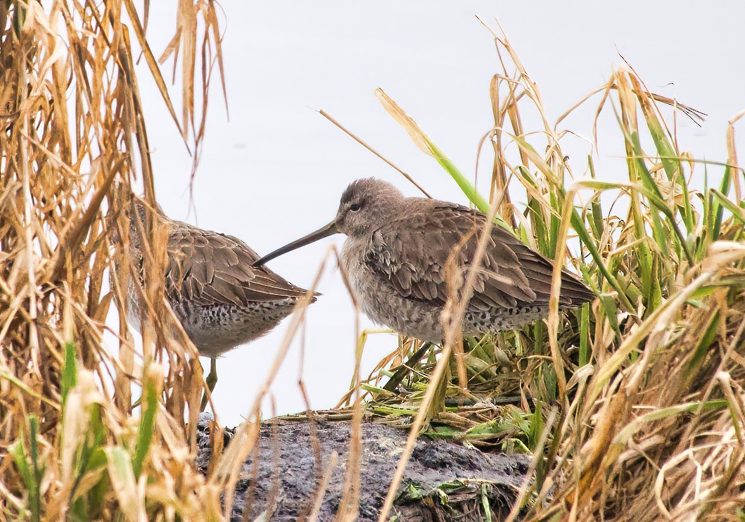 Long-billed Dowitcher - ML410030911