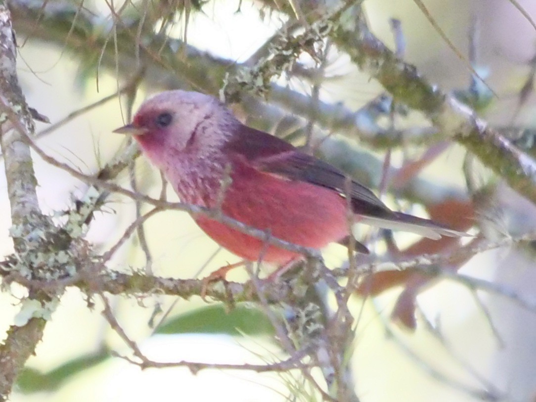 Pink-headed Warbler - ML410032221