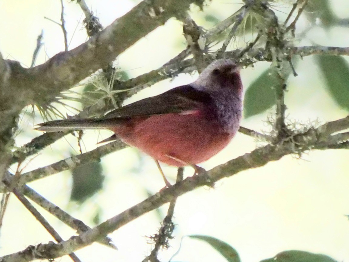 Pink-headed Warbler - ML410032231