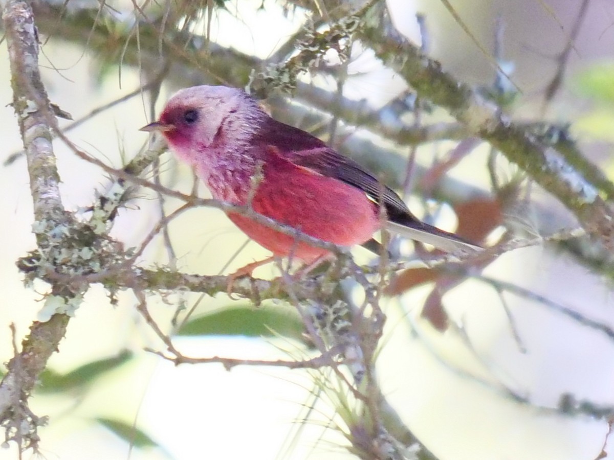 Pink-headed Warbler - ML410032251