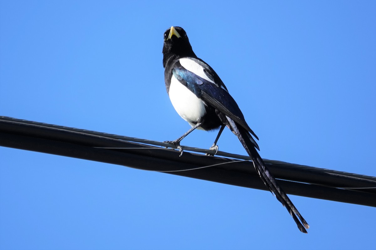 Yellow-billed Magpie - ML410032521