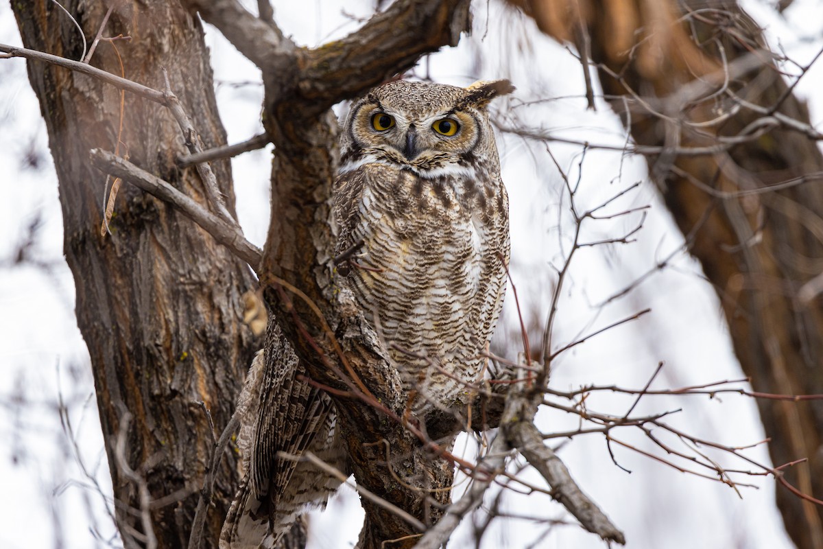 Great Horned Owl - ML410032661