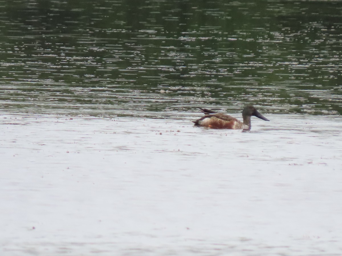 Northern Shoveler - ML410034551