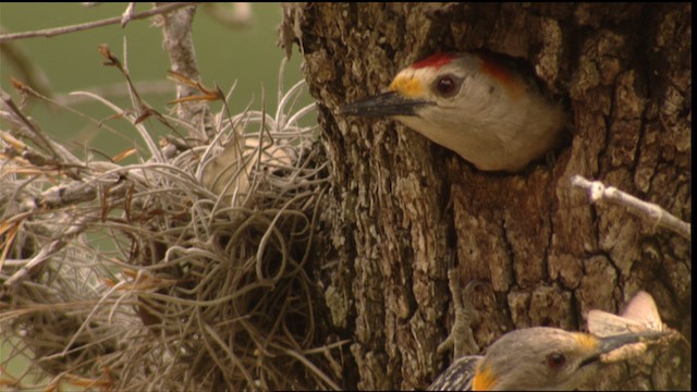 Golden-fronted Woodpecker (Northern) - ML410037