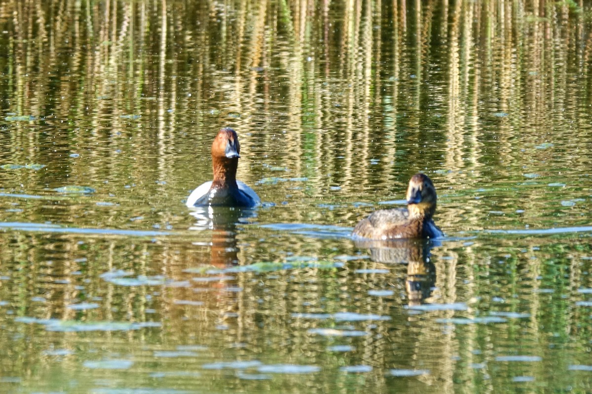 Common Pochard - ML410037171