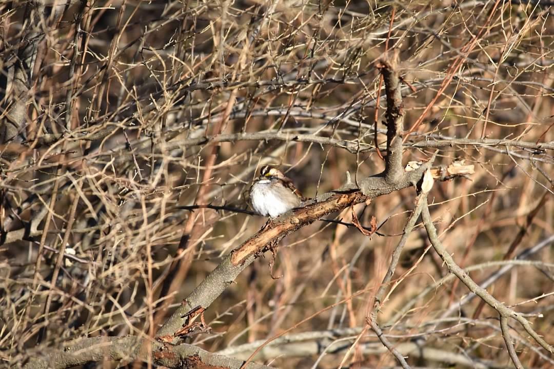 White-throated Sparrow - ML410038451