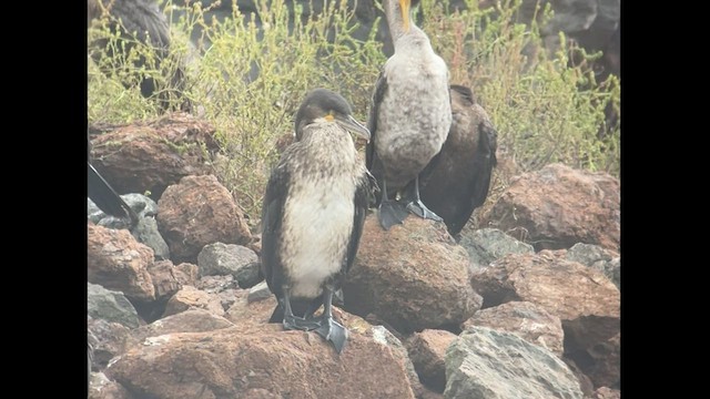 Great Cormorant - ML410038821