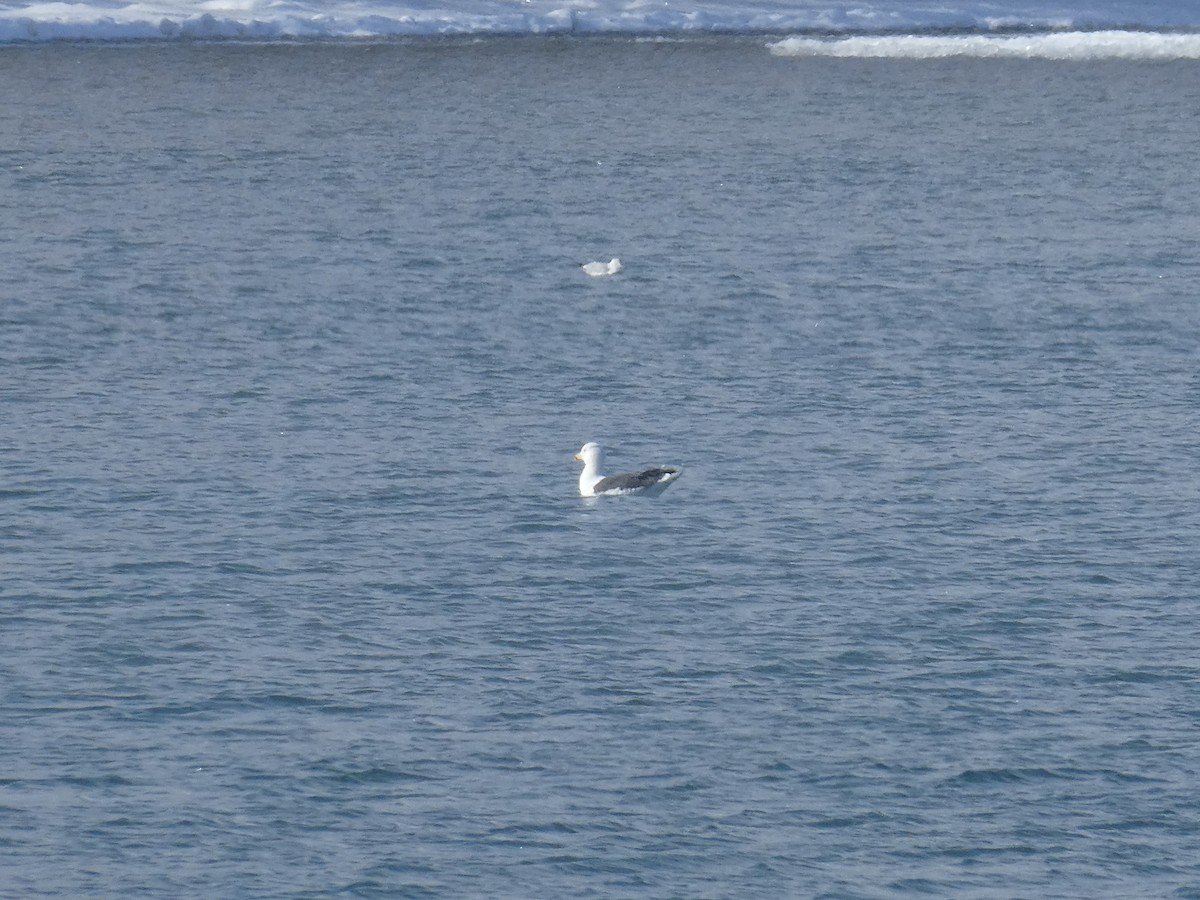 Great Black-backed Gull - Sharon O'Grady