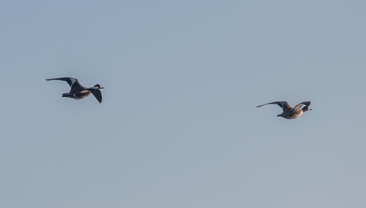 American Wigeon - benny albro