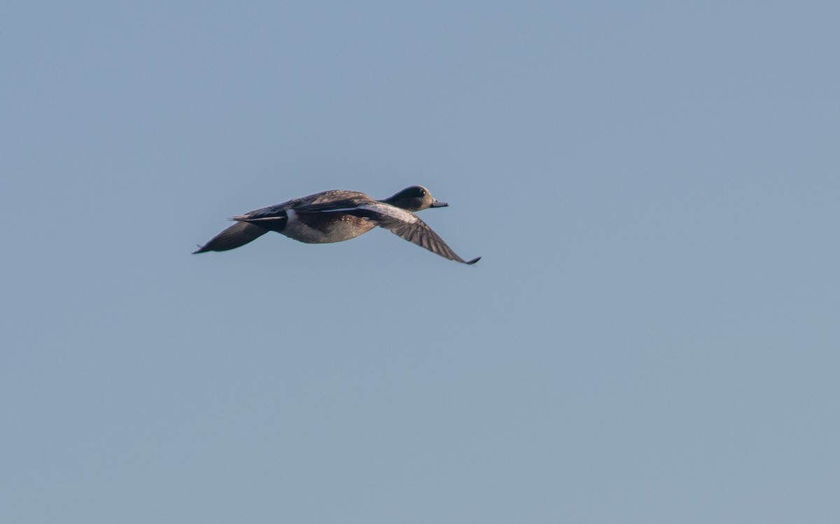 American Wigeon - ML410039101