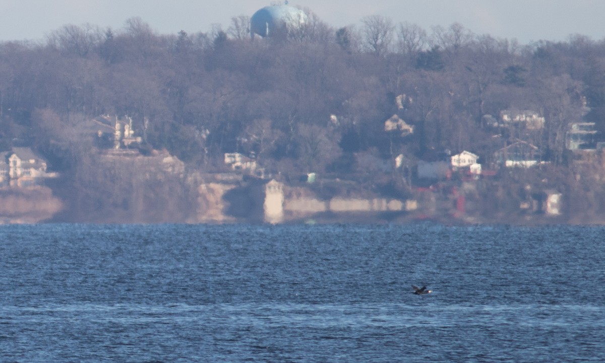 Great Cormorant - ML410039181