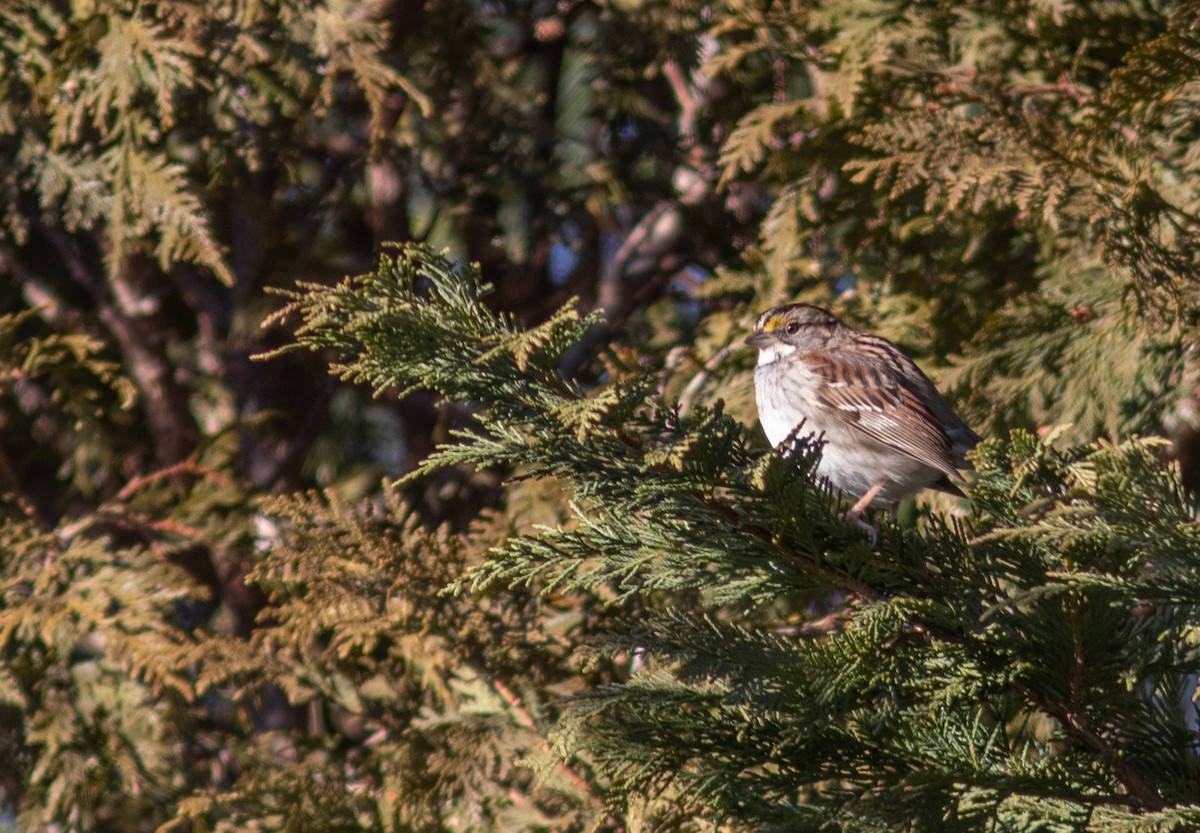 White-throated Sparrow - ML410039241