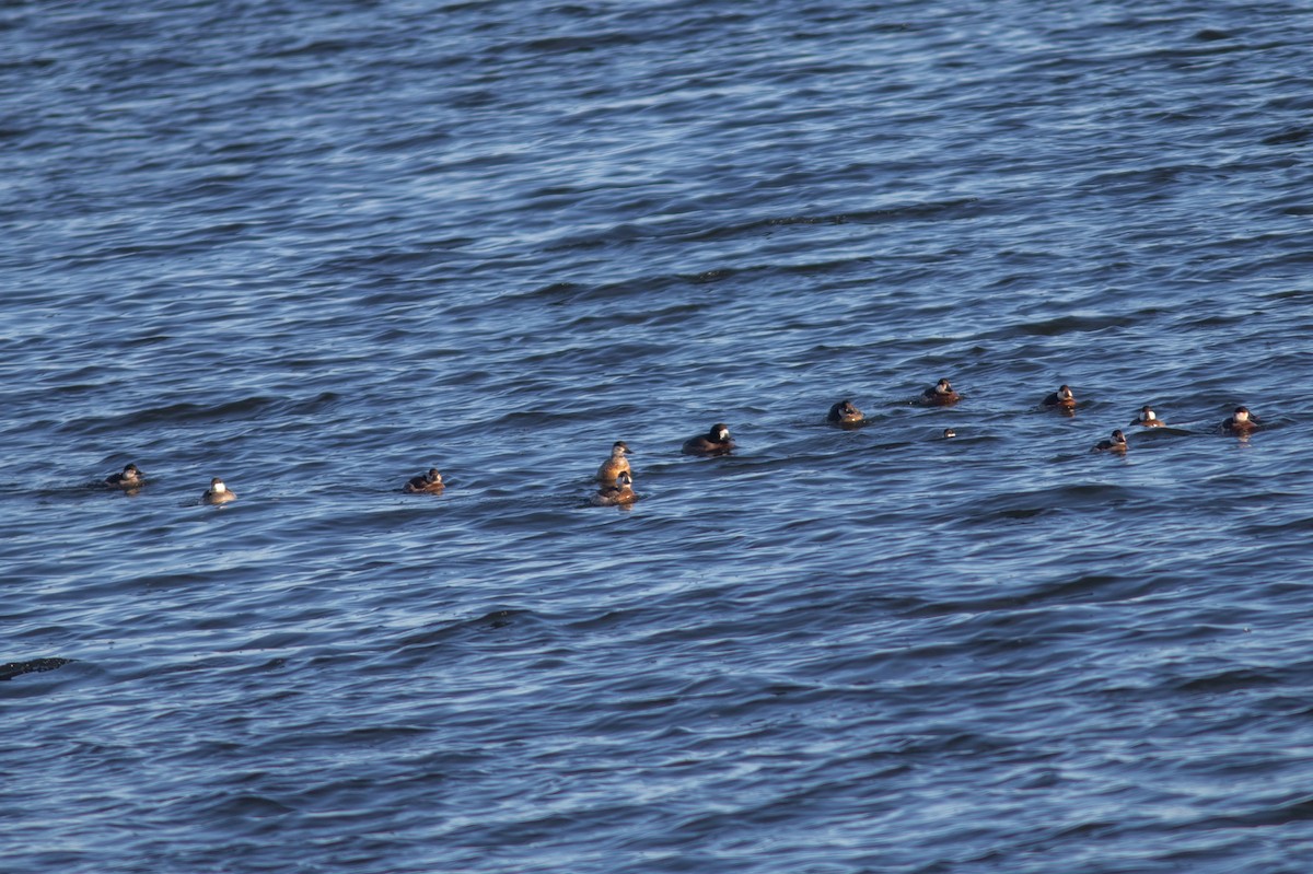 Ruddy Duck - ML410039291