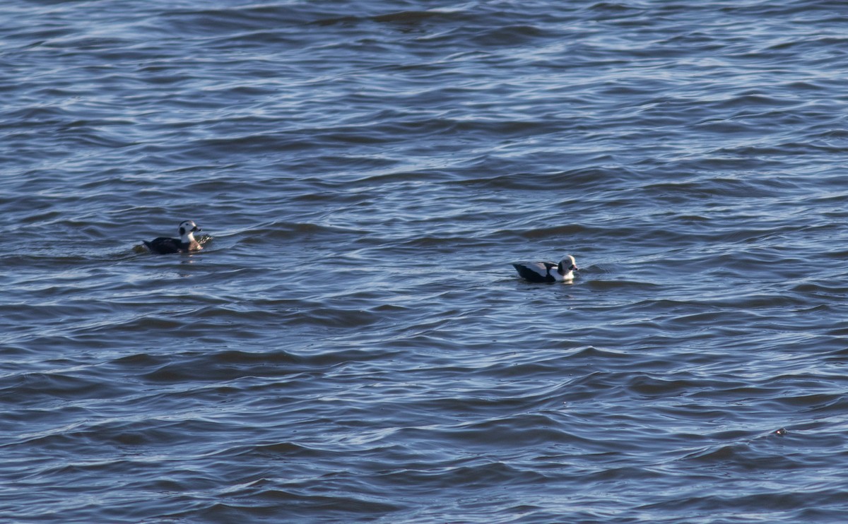 Long-tailed Duck - ML410040001