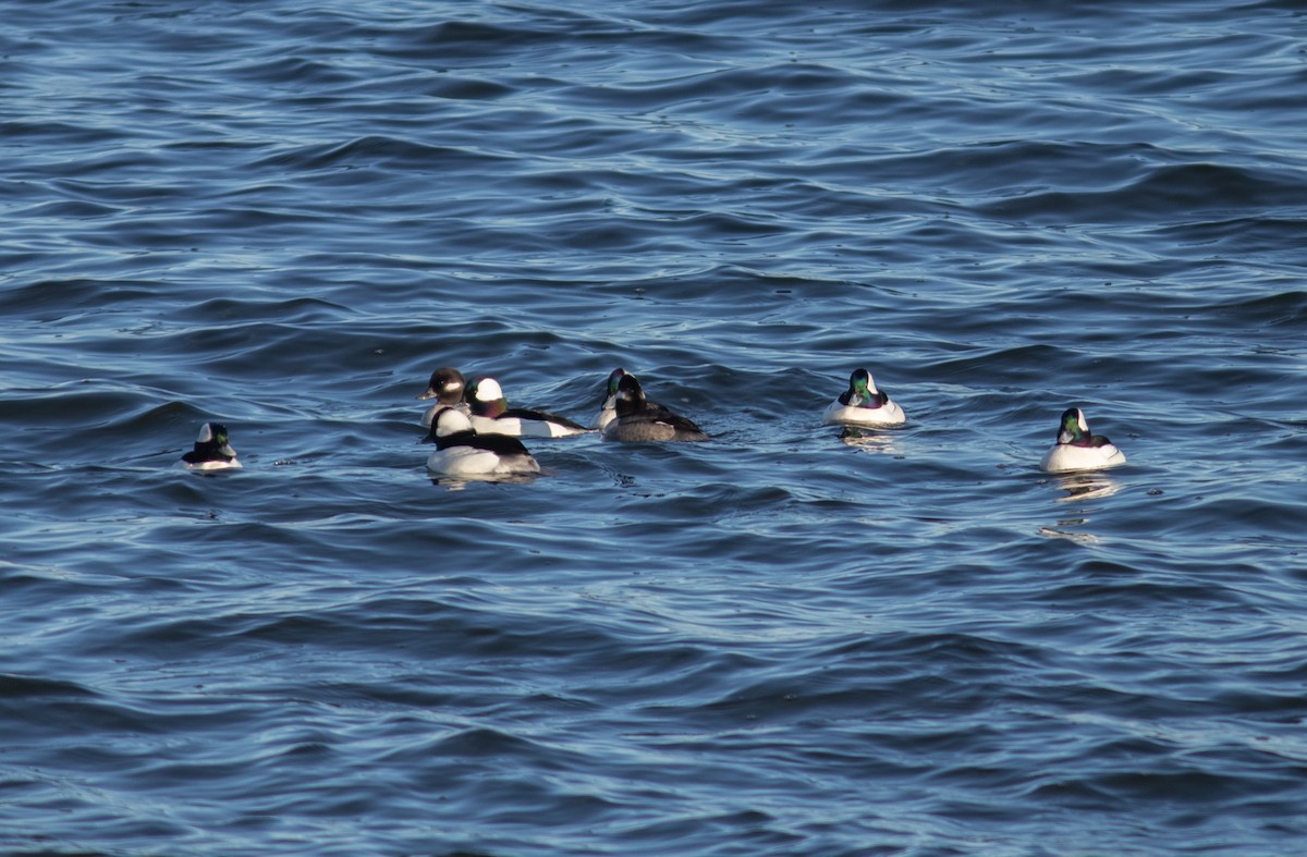 Bufflehead - ML410040011