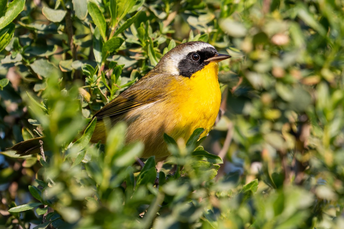 Common Yellowthroat - ML410040261