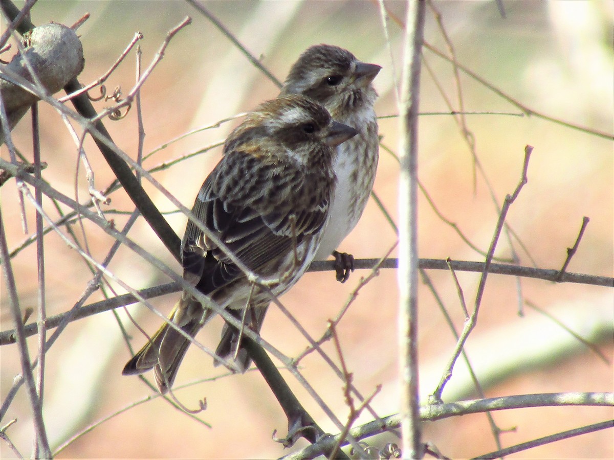 Purple Finch - ML410041181