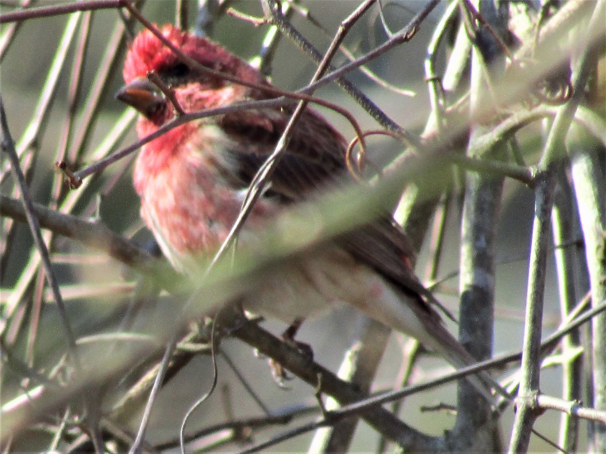 Purple Finch - ML410041361